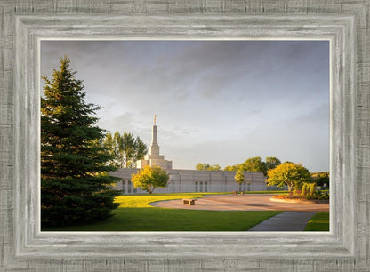 Bismarck Golden Glow