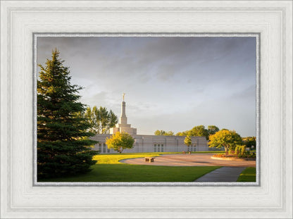 Bismarck Golden Glow