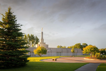 Bismarck Golden Glow