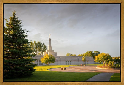 Bismarck Golden Glow