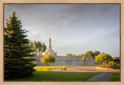 Bismarck Golden Glow