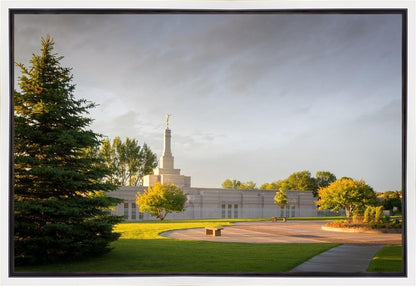 Bismarck Golden Glow