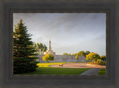 Bismarck Golden Glow