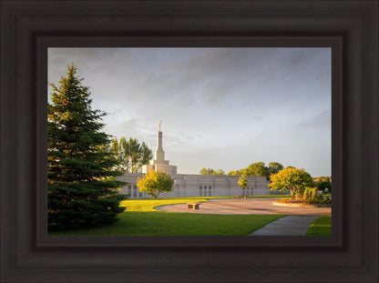 Bismarck Golden Glow