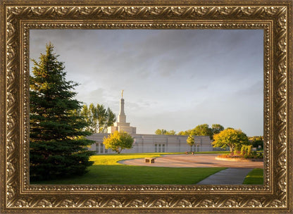 Bismarck Golden Glow