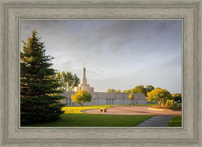 Bismarck Golden Glow