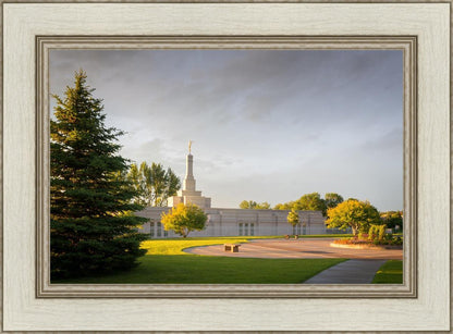 Bismarck Golden Glow