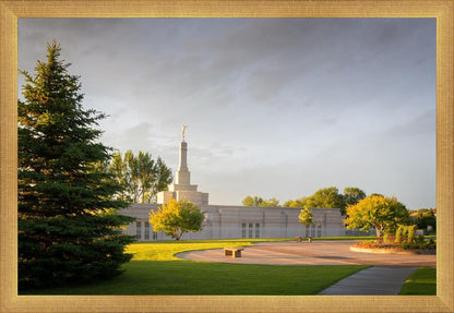 Bismarck Golden Glow