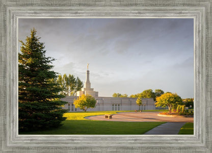 Bismarck Golden Glow