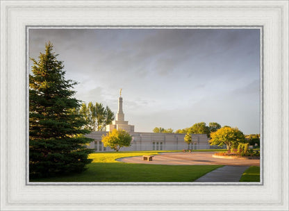 Bismarck Golden Glow