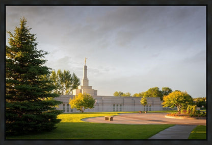 Bismarck Golden Glow