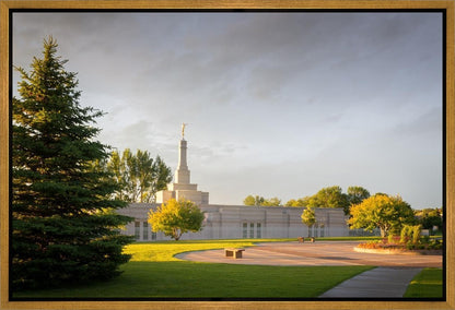 Bismarck Golden Glow