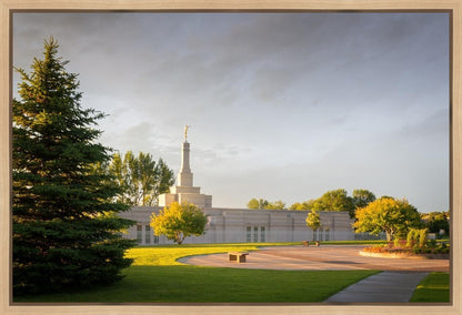 Bismarck Golden Glow