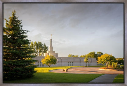 Bismarck Golden Glow