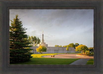 Bismarck Golden Glow