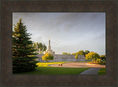 Bismarck Golden Glow