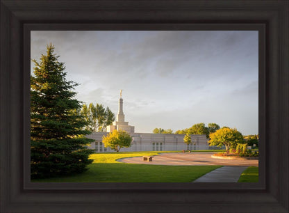 Bismarck Golden Glow