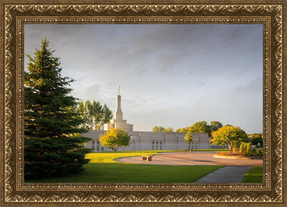 Bismarck Golden Glow