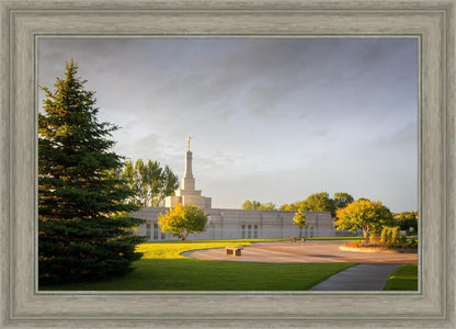 Bismarck Golden Glow