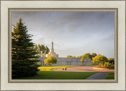 Bismarck Golden Glow