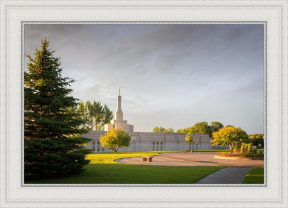 Bismarck Golden Glow