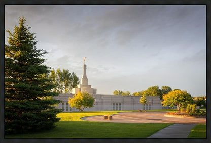 Bismarck Golden Glow