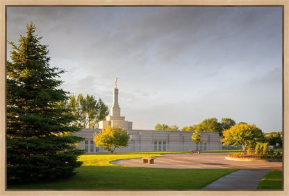 Bismarck Golden Glow