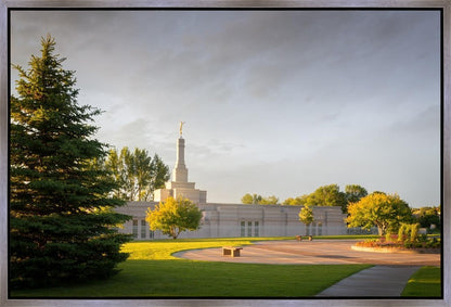 Bismarck Golden Glow