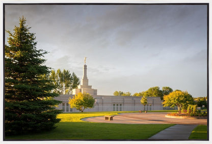 Bismarck Golden Glow