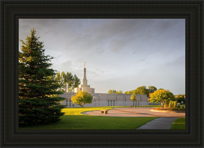 Bismarck Golden Glow