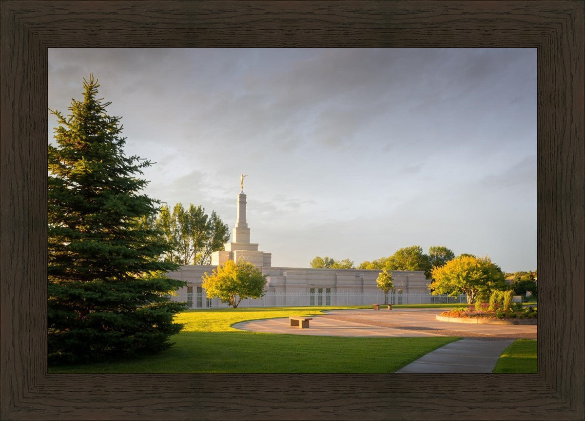 Bismarck Golden Glow