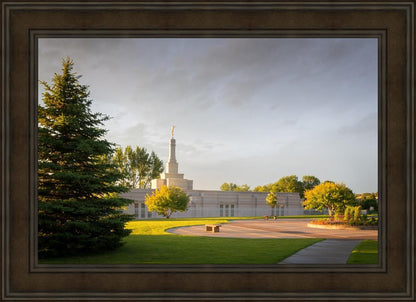 Bismarck Golden Glow