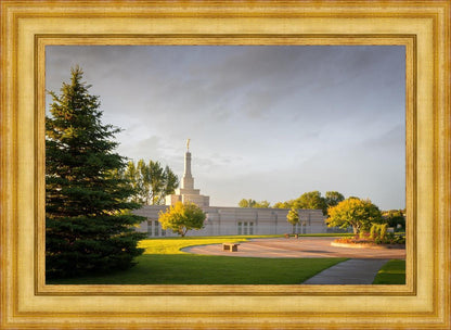 Bismarck Golden Glow