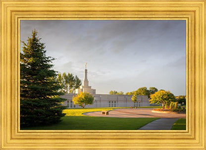 Bismarck Golden Glow