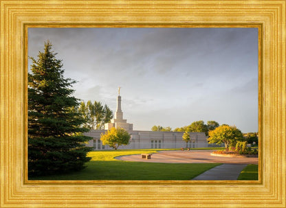 Bismarck Golden Glow