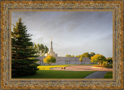 Bismarck Golden Glow