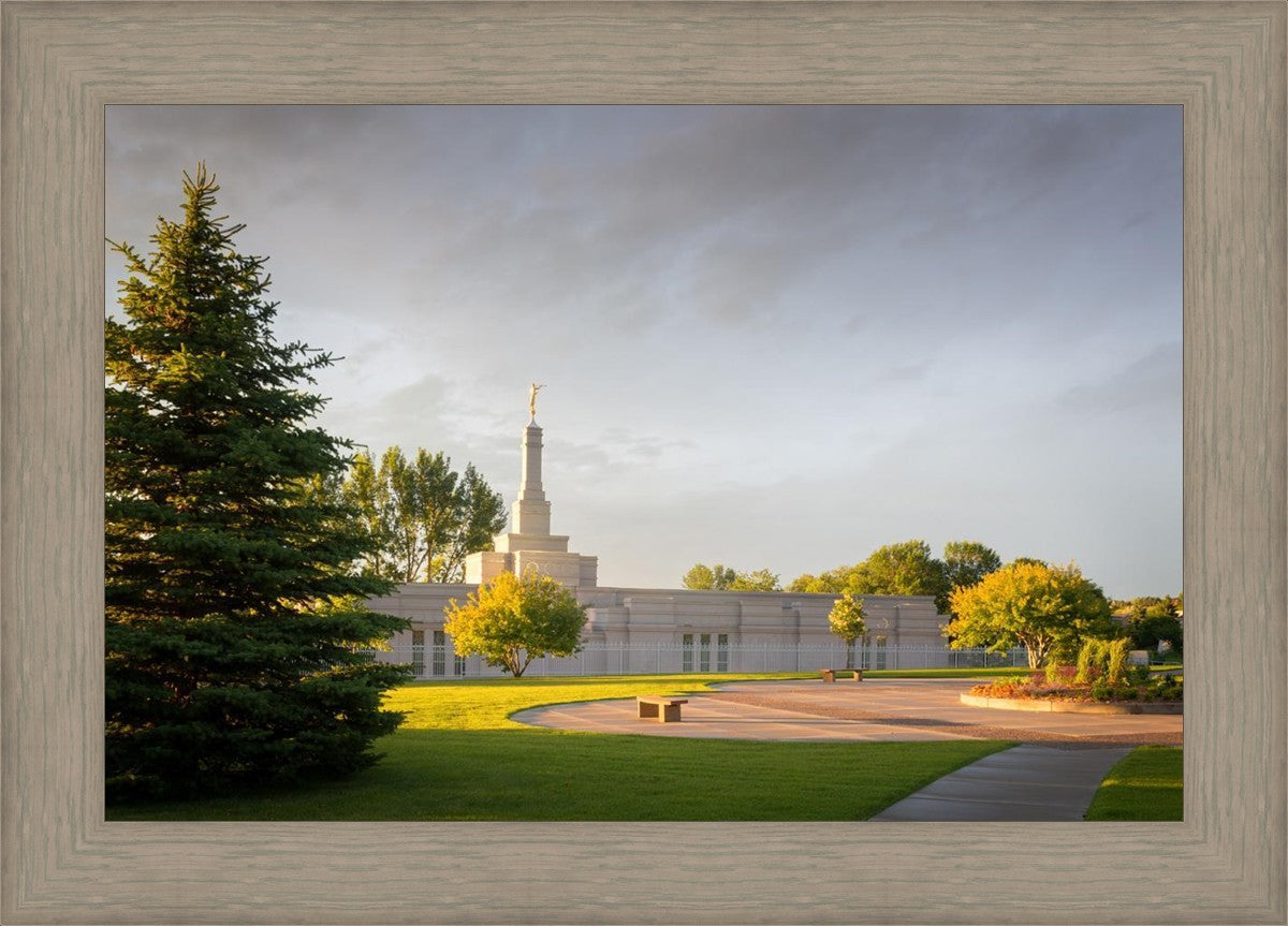 Bismarck Golden Glow