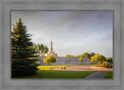 Bismarck Golden Glow