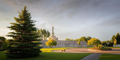 Bismarck Golden Glow