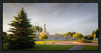 Bismarck Golden Glow