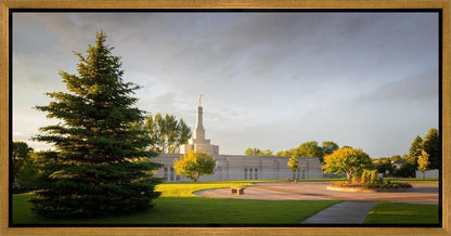 Bismarck Golden Glow