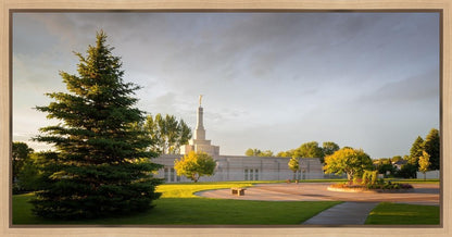 Bismarck Golden Glow