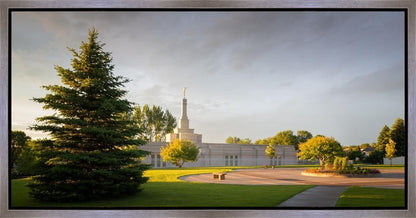 Bismarck Golden Glow