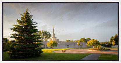 Bismarck Golden Glow