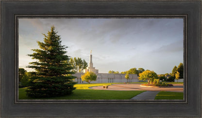 Bismarck Golden Glow