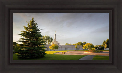 Bismarck Golden Glow