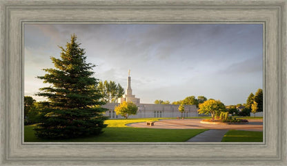 Bismarck Golden Glow