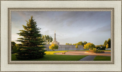 Bismarck Golden Glow