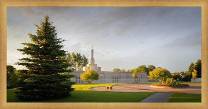 Bismarck Golden Glow