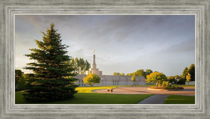 Bismarck Golden Glow